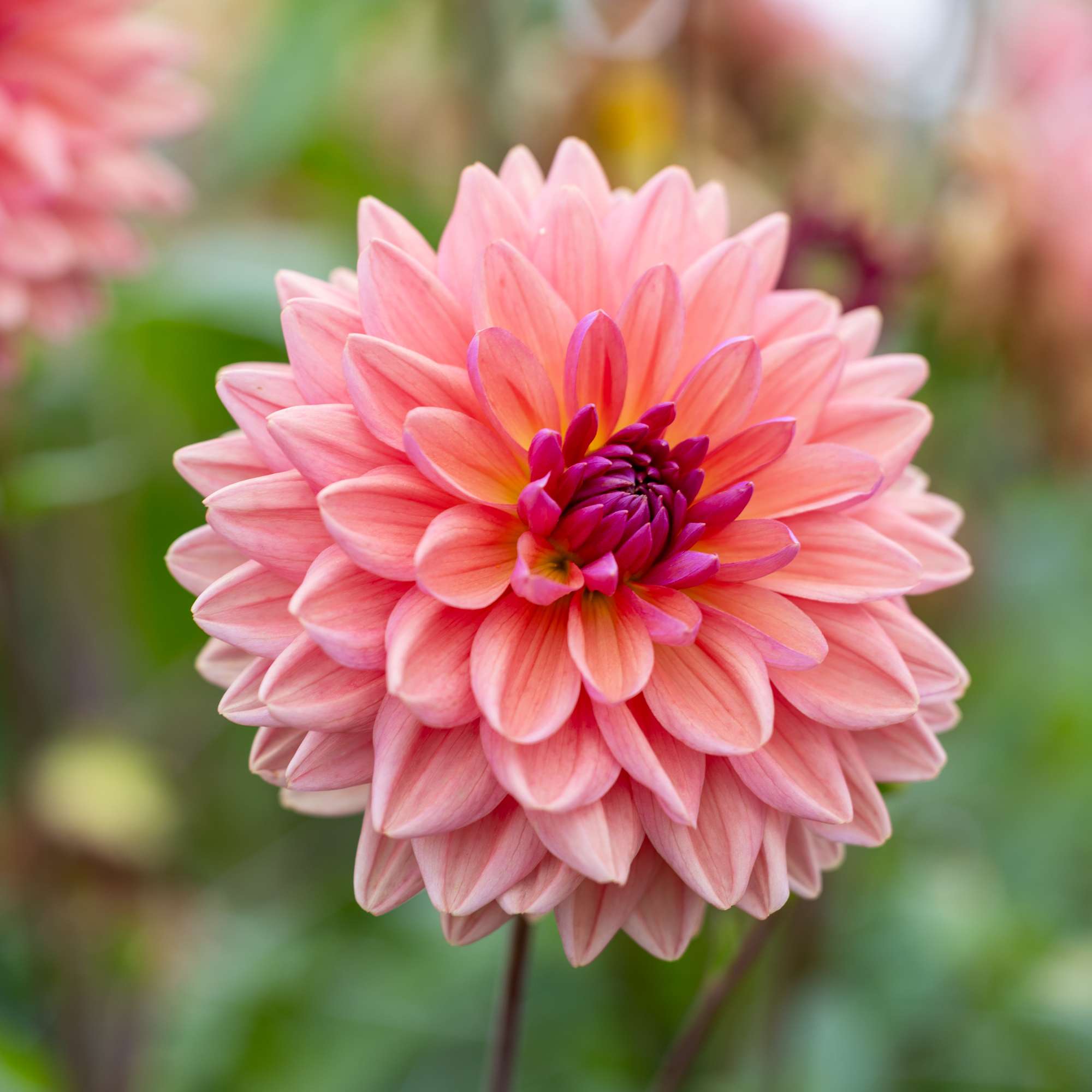 Dahlia 'Dutch Pearl'
